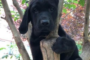 拉布拉多犬瘟的预防和治疗（保护你的爱犬免受瘟疫侵袭）