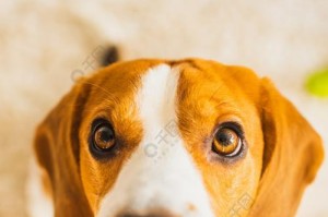 比格犬眼睛红肿的原因（探究造成比格犬眼睛红肿的因素以及处理方法）