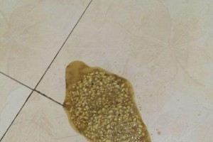 八哥犬三个月了喂什么？（科学饲养宝宝八哥犬的营养需求与食谱）