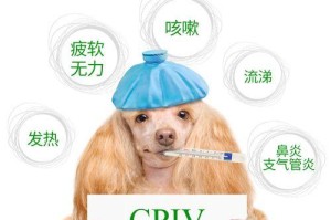 狗狗副流感的治疗药物选择（了解狗狗副流感的常用药物及其效果）