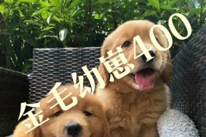金毛血统的特点与魅力（探索金毛血统的纯正与优良特征）