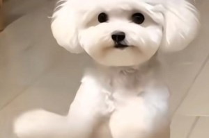 泰迪犬为何突然逃走？（探究泰迪犬逃跑原因和解决办法）