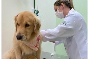 宠物金毛什么时候打针？（打针对金毛犬的重要性及注意事项）