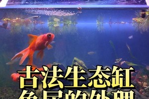 选择合适的鱼种清除鱼缸中的鱼粪便（如何选择能有效清除鱼粪便的鱼种）