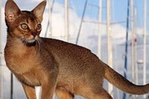 如何饲养阿比西尼亚猫（了解阿比西尼亚猫的特点与饲养需求）