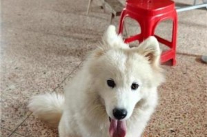 三个月大的萨摩犬适合什么狗粮？（为保持健康成长，三个月大的萨摩犬需要合适的狗粮）