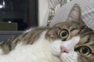 猫咪突然抽搐（探究近亲繁殖对猫咪健康的影响及其突发抽搐的原因）
