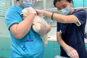 宠物狗狗为什么需要接种疫苗？（了解宠物狗狗接种疫苗的重要性及注意事项）