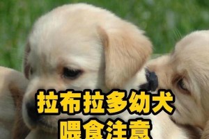 拉布拉多感冒的治疗方法（应该吃什么药？）