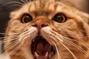 为何猫会对你叫？（探寻猫咪对人类叫的原因）