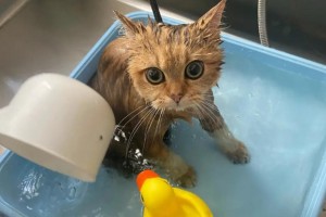 揭秘猫咪为何不愿意洗澡的原因（探究猫咪天性与洗澡的斗争——为何猫咪对洗澡抵触不已？）