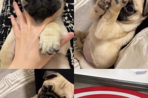 幼犬两个月大的合适狗粮选择（为幼犬提供健康成长所需的营养）