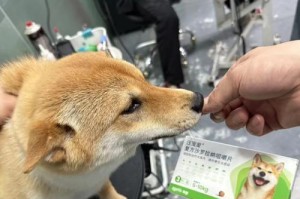 阿拉斯加的驱虫频率及注意事项（了解阿拉斯加犬的驱虫周期，保护你的宠物免受寄生虫侵害）