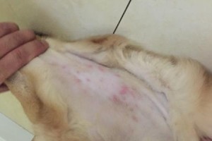 金毛得皮肤病，如何治疗？（宠物护理小常识，金毛皮肤病的预防和治疗方法）