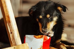为什么狗狗不能吃剩菜（深入探讨狗狗饮食习惯和剩菜的影响）