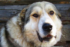 《克龙弗兰德犬的饲养指南》（做个合格的克龙弗兰德犬主人）