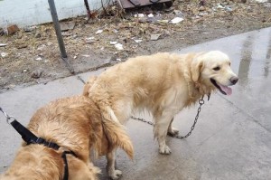 金毛母犬交配的最佳时间选择（了解金毛母犬的发情周期及最佳交配时机）