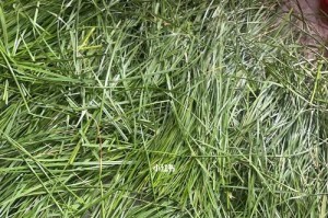 农村兔子饲养的理想草料选择（以何种草料为兔子提供营养丰富的饲料？）