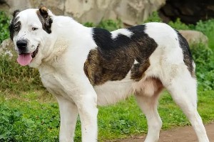 宠物犬类声响适应性训练（如何让你的犬类宠物不再惊恐？）