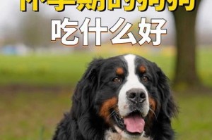 狗为什么能怀孕生好几个（探究狗繁殖的生理机制与特点）