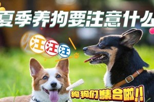 养宠物狗需注意的四点，宝宝家庭必看！（家庭养宠物狗的注意事项，为您提供专业指导）