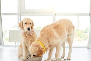 金毛犬的最爱食物大揭秘（探寻金毛犬的美食胃口）