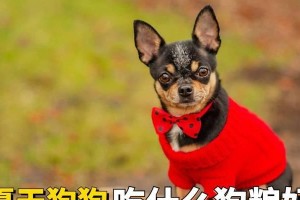 狗狗在家无人时的饮食安排（解决家里无人狗狗饮食问题的方法及建议）