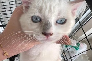 白鼻子的布偶猫——最迷人的宠物（纯白的毛发，黑色的眼珠，小巧玲珑的身型）