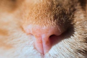 猫喷鼻子的含义与作用（探究猫喷鼻子的原因和意义）