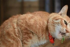 猫可以吃哪些菜？（为您解答猫咪饮食中的疑惑）