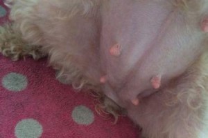 狗狗怀孕多久肚子才会变大？（探究狗狗妊娠期间肚子的变化情况）