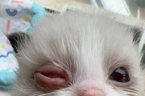 猫咪眼屎太多？关注你的猫咪眼部健康！（如何处理猫眼屎多又黄粘稠的情况）