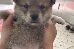 养柴犬，公还是母？哪个更适合你？（公母犬的区别及选择考虑）