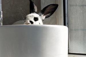 熊猫兔的传染病防控（了解熊猫兔常见传染病，保护我们可爱的宠物）