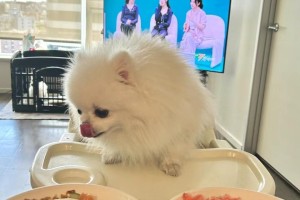 营养全面，猫狗皆宜的粮食选择（无风险营养，满足猫狗需求的全能粮食）