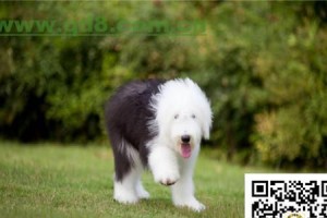 英国古代牧羊犬的饲养方法（了解传统养犬之道，为宠物健康保驾护航）