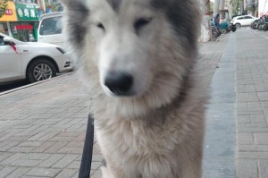 探寻阿拉斯加的顶级犬舍（一窥阿拉斯加顶级犬舍的繁荣与养犬精神）