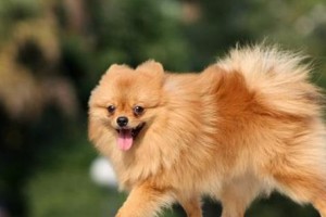 如何修剪博美犬的毛发（让你的宠物看起来更可爱更健康）