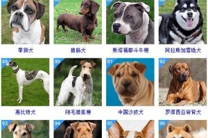 探索狗狗智商等级（揭秘狗狗智商等级及如何判断你家宠物的智商水平）