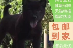 神秘可爱的全黑小狗（了解全黑小狗的特点和魅力）