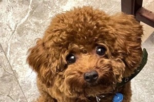 揭秘以泰迪幼犬吃什么不长大的真相（营养均衡是培养小泰迪健康成长的关键）