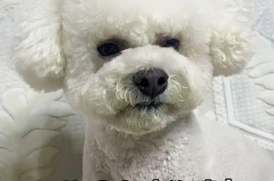 比熊狗狗皮肤病的治愈时间（了解比熊狗狗皮肤病治愈的时间周期及关键因素）