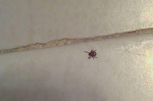 狗皮肤寄生虫的危害与预防措施（探究狗皮肤寄生虫对狗狗健康的影响，了解如何预防和治疗）