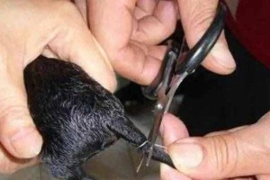 以魏玛猎犬为什么要断尾？（解析断尾的原因和影响力）