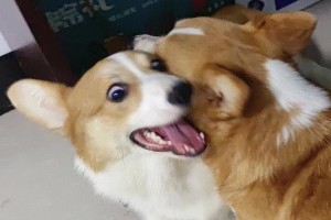 探究最适合搏斗的犬种（狗犬搏斗的主要特征及适应环境）