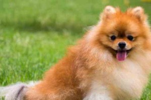 如何训练博美犬大小便？（掌握正确方法让宠物成为规矩的小家伙）