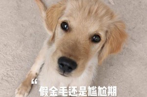金毛犬换胎毛需要多久？（了解金毛犬换胎毛的时间和过程）