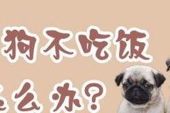 如何以狗狗一顿八分饱？（让宠物健康从饮食开始，如何掌握量和质，这个你不能错过！）