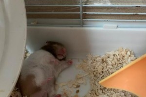 三线仓鼠的饲养方法（科学饲养让小家伙健康快乐）
