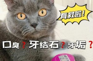 猫结石饮食指南（猫结石饮食中的关键肉类选择和注意事项）